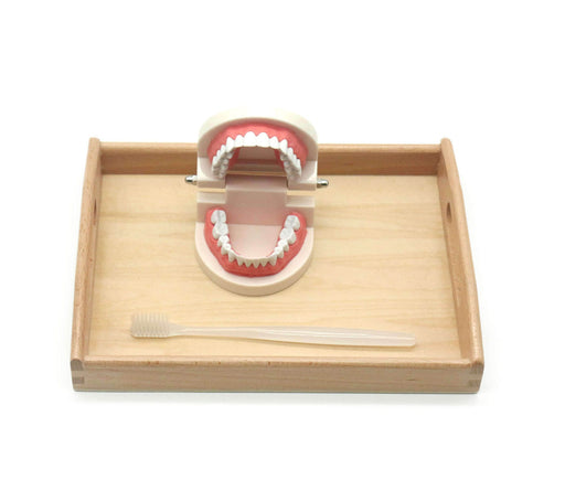 Montessori-Tooth Cognitive Brushing Combination