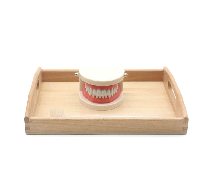 Montessori-Tooth Cognitive Brushing Combination
