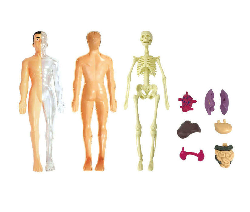 Montessori-Simulation Human Skeleton Model Set