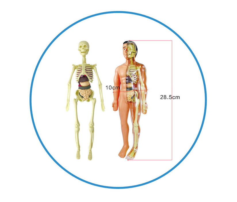 Montessori-Simulation Human Skeleton Model Set